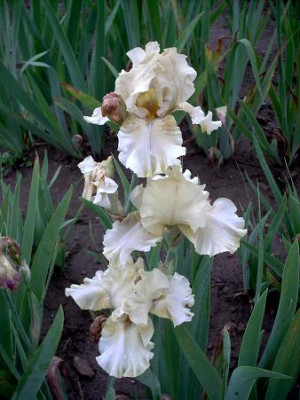 Irisbluete2008_237.jpg