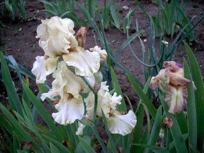 Irisbluete2008_241.jpg