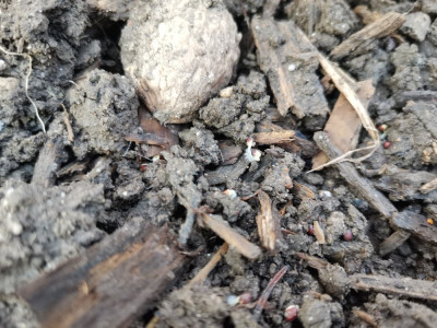 Cima di rapa 20260124.jpeg