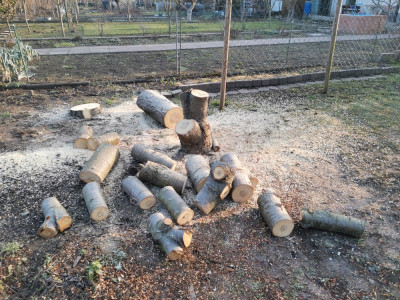 Süßkirsche 107.jpeg