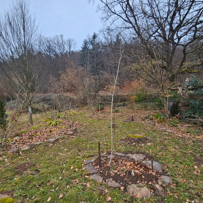 Ulmus bis Tockenmauer 20260125_120633.jpg