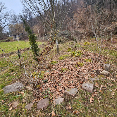 Winterblüte mit Hirschüngenfarnen 20260125_120643.jpg