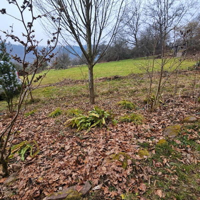 Säulen-Hainbuche mit Hirschzungenfarnen 20260125_120732.jpg