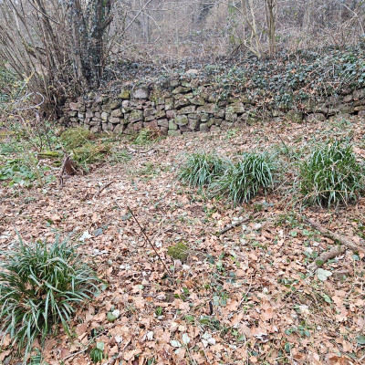 Trockenmauer Liriope 20260125_120958.jpg