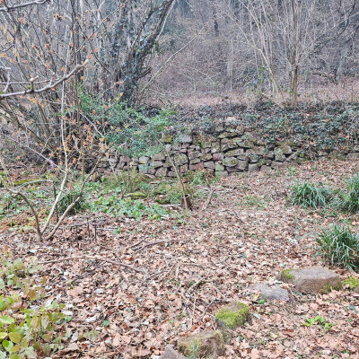 Hamamelis Tockenmauer verkleinert 20260125_120802.jpg