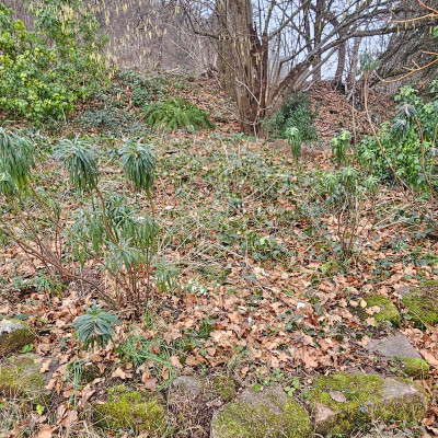 Balkanhügel Palisaden-Wolfsmilch zwischen Choisyas 20260125_120839.jpg