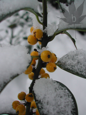 ilex_aquif_bacciflava.jpg