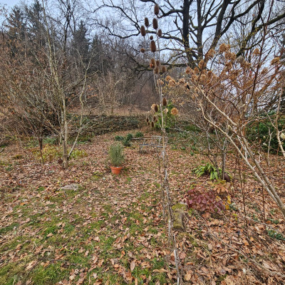 Trockenmauer Limelight 20260125_121153.jpg