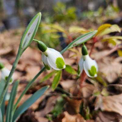 Pieces of Eight 20260123_145926.jpg