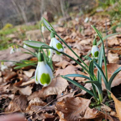 Pieces of Eight 20260123_150016.jpg