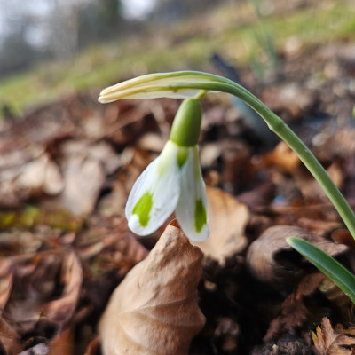 Trymskrams 20260123_150043.jpg