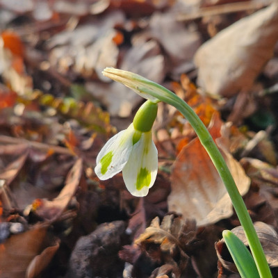 Trymskrams 20260124_145725.jpg