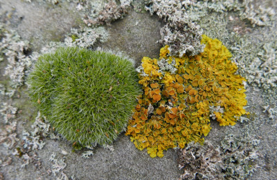 Polsterkissenmoos., Gelbflechte, SchwielenflechteJPG.JPG