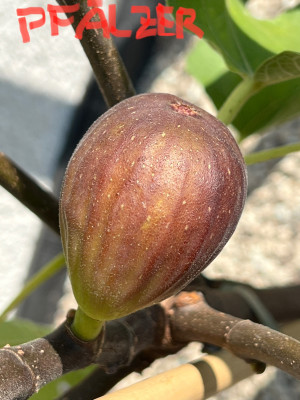 Pfälzer - Herbstfeige