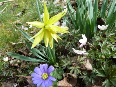 Narcissus 'Rip van Winkle'_P1060393.jpeg