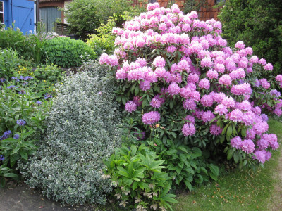 Rhododendron Hybride 'Catawbiense Grandiflorum'_0524.jpeg