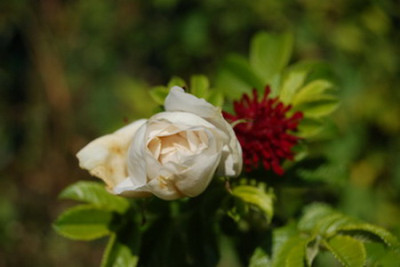 Blanc_Double_mit_Knautia28.jpg