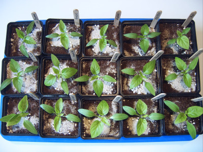 Paprika 23.01 (2).JPG