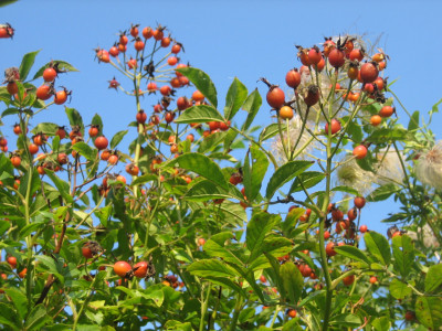 Rose 'Goldfinch'_3504.jpeg