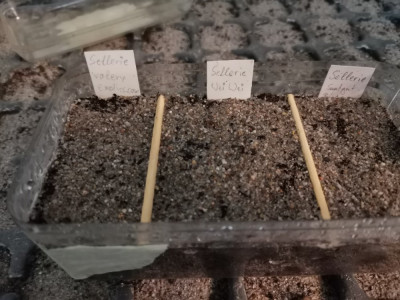 Sellerie 20260126.jpeg