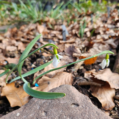 Swanton 20260123_145829.jpg