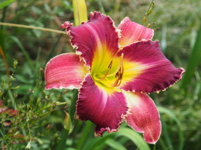 Venus Flytap 2007 Gossard P7070057.JPG