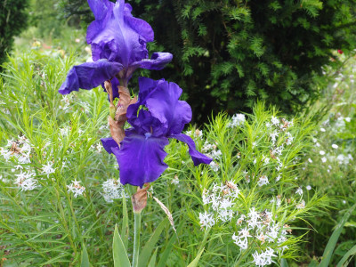 Prince Indigo Amsonia Hubrichtii 22. Mai 2018 P5220145.JPG