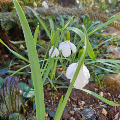 Swanton f 20250302_125833.jpg