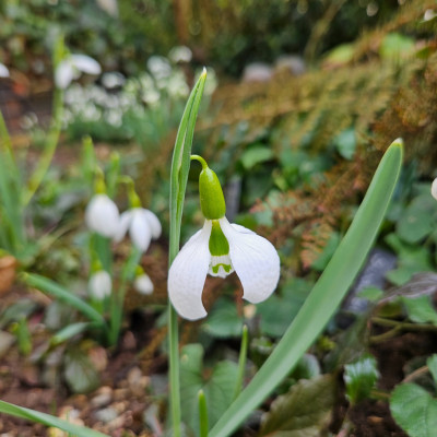 Swanton f 20250221_131317.jpg