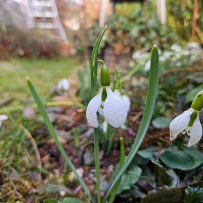 Swanton f 20250220_161346.jpg