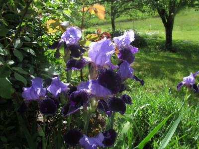 irisblau1.img.JPG