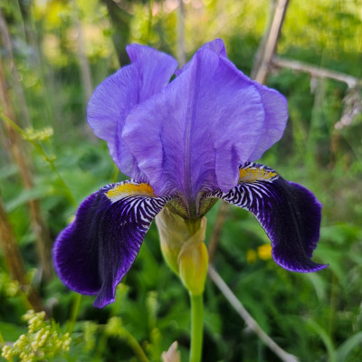 Rheintraube1920 G & K f 20250511_172114.jpg