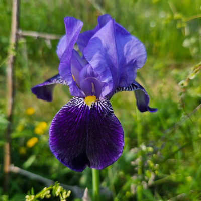 Rheintraube1920 G & K f 20250511_160303.jpg