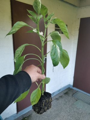 Paprika Jungpflanze EPT.jpeg