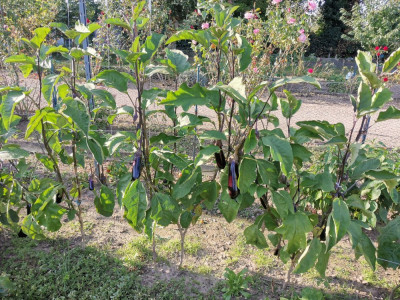 Aubergine Schnur.jpeg