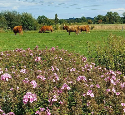 20260129_085235 kl Phlox Gaissm.jpg