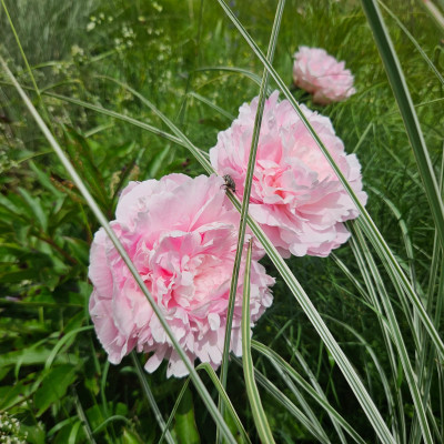 Paeonia Sarah Bernhardt 20240526_135244.jpg