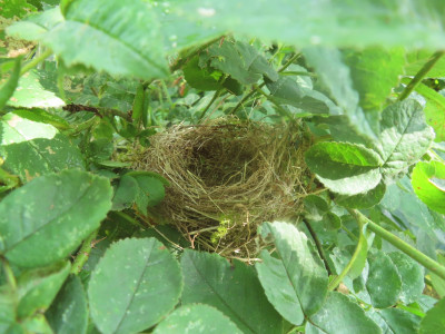 vogelnestblanche.JPG