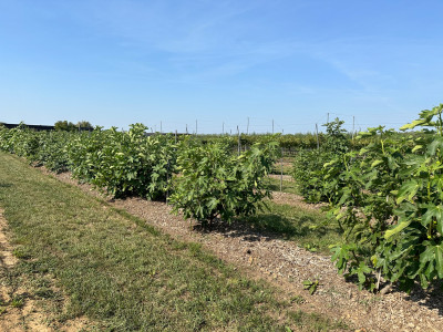 Feigen Freilandplantage.JPG