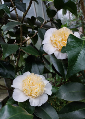 Camelia williamsii "Jury's Yellow"