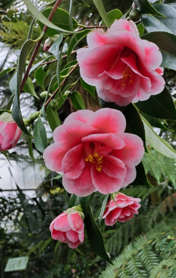 Cam. japonica "Tama Peakock"