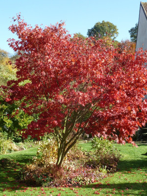 Acer palmatum 'Atropurpureum'_P1060167.JPG
