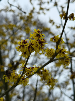 IMG_1592.jpeg