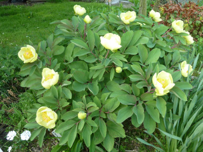 Paeonia mlokosewitschii_P1030926.jpeg