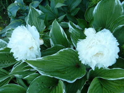 Paeonia lact. 'Bowl of Cream'_P1000742.JPG