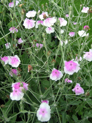 Lychnis coronaria weiß, rosa Auge_5931_r1.JPG
