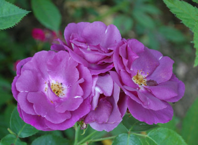 Rhapsody_in_Blue_0010__K1_28626.jpg