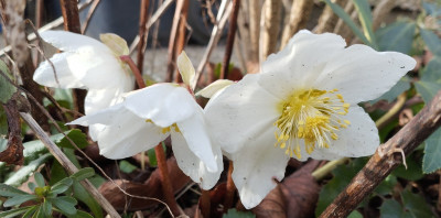 260201_Hellebore.jpg