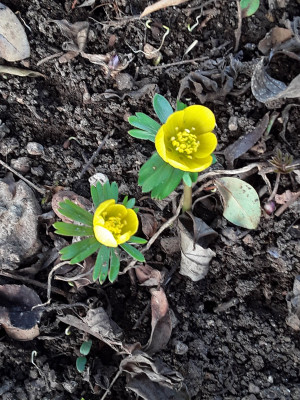 Eranthis hyemalis