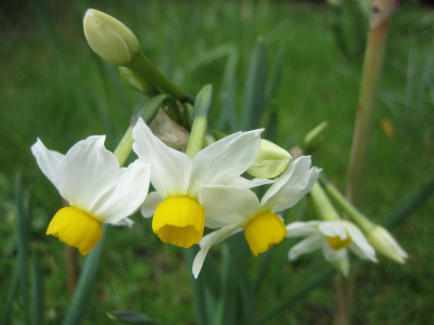 Narcissus canaliculatus_4297.JPG